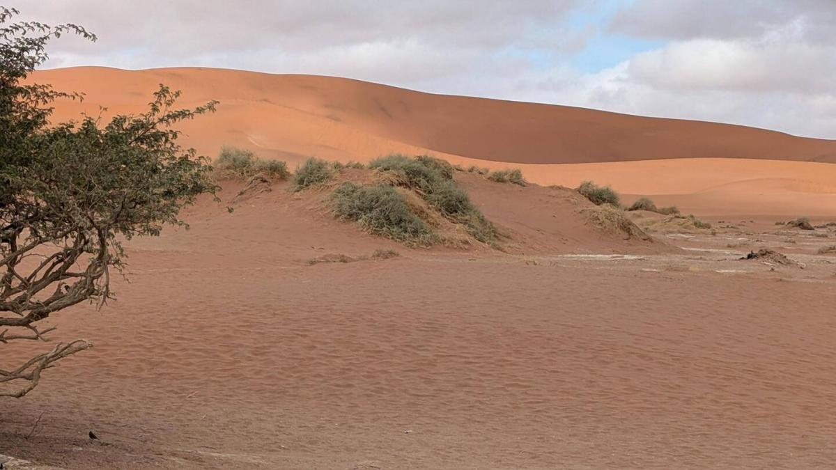 Dünen in der Wüste